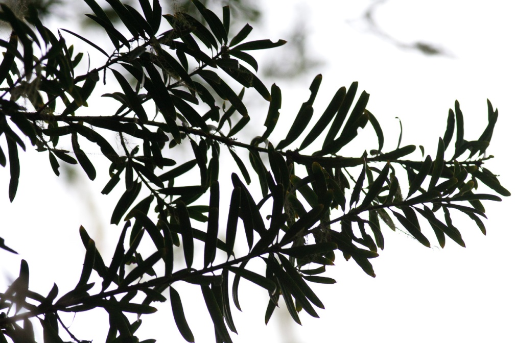 podocarpus-latifolius-south-africa-E753D001-F920-419F-B4DE-5C408DE64EC1.jpg