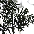 podocarpus-latifolius-south-africa-E753D001-F920-419F-B4DE-5C408DE64EC1.jpg