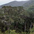 podocarpus-sp-south-africa-C1FD4AB7-3F2D-4D30-A79F-7697875B0C64.jpg