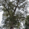 podocarpus-sp-south-africa-D2F44896-852C-4A3D-8EE7-56B813F39CFE.jpg