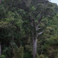 podocarpus-sp-south-africa-F0CB54DD-2660-41C0-BBB3-6F28E4490806.jpg