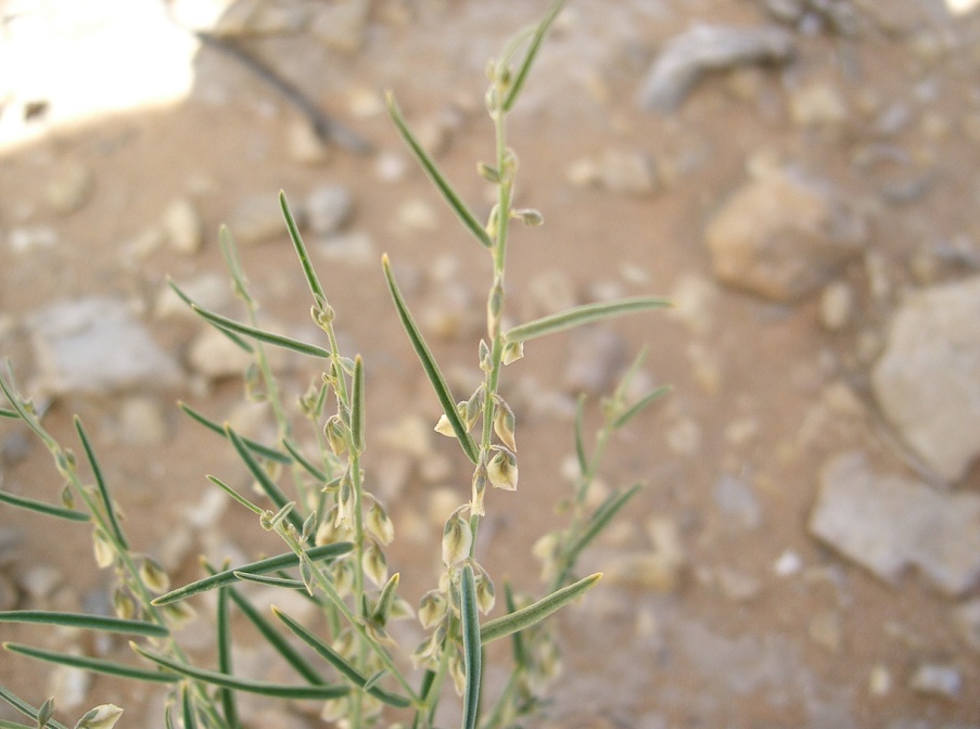 polygala-abyssinica-saudi-arabia-471DAAF6-4B7D-11DC-8D9F-000A95CA2156.jpg