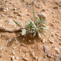 polygala-af-saudi-arabia-342A0966-4B7C-11DC-8D9F-000A95CA2156.jpg