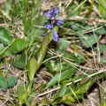 polygala-alpestris-switzerland-5D42F34B-3B56-44AD-B207-BEBD9D7CFD93.jpg