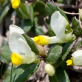 polygala-chamaebuxus-switzerland-07EE7057-5FDB-4895-B26D-41E3D2A86B08.jpg