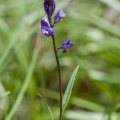 polygala-comosa-switzerland-8FB9EA61-6468-4D92-ACF9-81591D8B4944.jpg