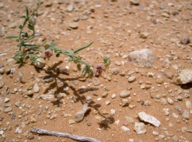 Polygala irregularis Boiss.