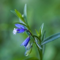 polygala-serpyllifolia-switzerland-F388B56C-CC9A-45FE-A28F-ED3DA6BC40E9.jpg