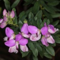 polygala-sp-south-africa-A88D40D7-D536-4292-B813-0477B85580EA.jpg