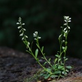 polygala-vulgaris-switzerland-CCCE5E8B-3349-45D6-B86D-0B1D7F7C0D6F.jpg