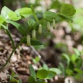 polygonatum-odoratum-switzerland-A13BEFC8-91FC-4CA7-962F-04CC1020C6FC.jpg