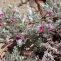 polygonum-mezianum-tajikistan-ABD737A6-7147-451E-93F9-945EFA33A28A.jpg