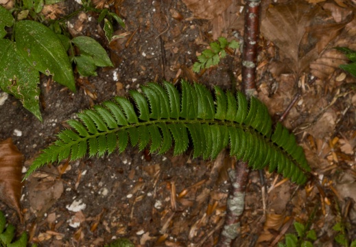 Dryopteridaceae