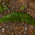 polystichum-lonchitis-italy-73996C18-4D66-11DC-8A96-000A95CA2156.jpg