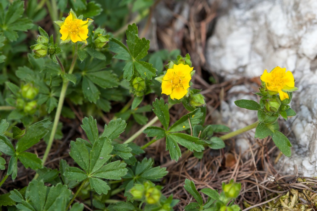 potentilla-aurea-switzerland-856D1E8F-B1DC-43AA-9D70-970EF77C1CD1.jpg