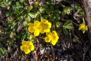 Potentilla neumanniana Rchb.