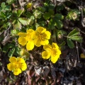 potentilla-neumanniana-switzerland-313C415E-0570-461E-93DC-3598759D0BAC.jpg