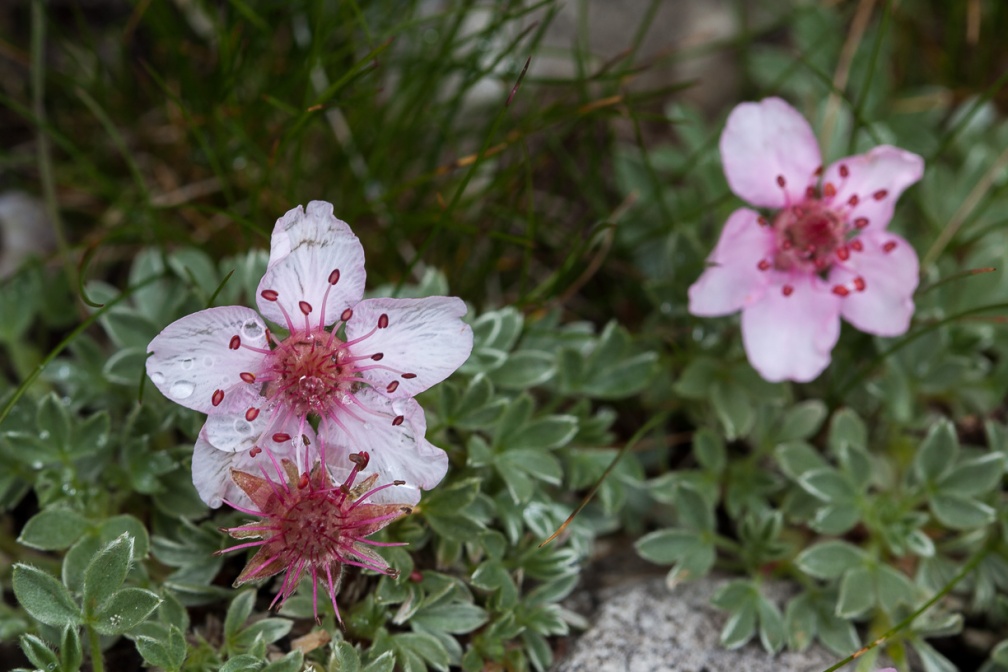 potentilla-nitida-italy-838C7FA0-21DE-4A9F-B762-6477B0E77BEA.jpg