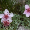potentilla-nitida-italy-838C7FA0-21DE-4A9F-B762-6477B0E77BEA.jpg