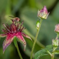potentilla-palustris-switzerland-36981C52-CC70-4E2F-8CE0-18BA0225D6E3.jpg