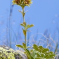 potentilla-valderia-france-15555598-D4E9-4C31-8885-9C2C1AD35D02.jpg