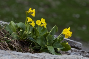 Primula auricula L.