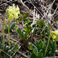 primula-elatior-switzerland-9D345501-8B30-4394-B660-338906F94B33.jpg