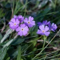 primula-farinosa-switzerland-4E632846-0EEC-46C4-8E3F-89659AF4F48E.jpg