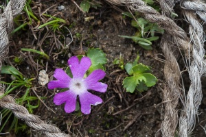 Primula minima L.