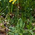 primula-veris-switzerland-BE28A490-9C9D-400A-A7A6-3C6545D26310.jpg