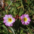 primula-warshenewskiana-tajikistan-74851672-5639-44D0-B038-5DAF98FC5F0F.jpg