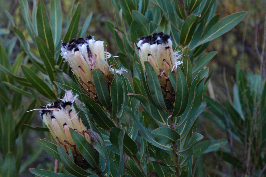 protea-sp-south-africa-72C22283-1E14-4B46-8697-1BD7684894D5.jpg