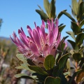 protea-sp-south-africa-869D571D-746A-4D51-AEC2-5EF1A6C429C5.jpg