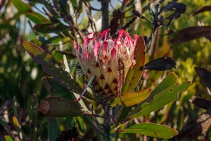 Protea, sp. indet. 1