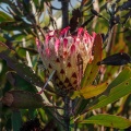 protea-sp-south-africa-AE93D9B4-913C-4B27-B439-D6A6F10D05FE.jpg