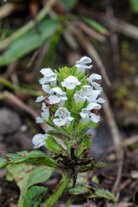 prunella-vulgaris-switzerland-E794F96C-423C-46B3-90CD-146113C2B900.jpg