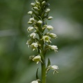 pseudorchis-albida-switzerland-E955B568-6FC2-4F94-8922-787D31B08C88.jpg
