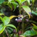 psychotria-aubletiana-guadeloupe-BBB1B617-4FFA-445A-BA10-EE952EB59585.jpg