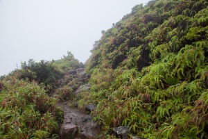 Pterydophyta sp. indet.