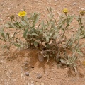 pulicaria-jauberti-saudi-arabia-149C629C-4B7C-11DC-8D9F-000A95CA2156.jpg