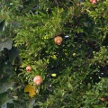 punica-granatum-tajikistan-A09F4A70-752F-4D6C-9F90-CE0D642ACC6B.jpg
