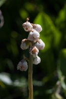 Pyrola minor L.