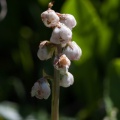 pyrola-minor-switzerland-7A8D64F1-837A-45B3-AA67-31C9C1496C98.jpg