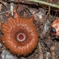 rafflesia-arnoldii-indonesia-3972A4CA-2515-40A5-AA51-73FE9AEF32B6.jpg