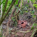 rafflesia-arnoldii-indonesia-5368AF84-C3AC-4BBE-9B25-DA3218C90B12.jpg