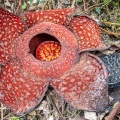 rafflesia-arnoldii-indonesia-663D7DA2-2ECD-4D01-8D01-138A5FAF6DF8.jpg