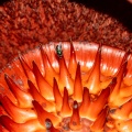 rafflesia-arnoldii-indonesia-8C5D49C8-A75B-415C-B864-216C63EDD7FE.jpg