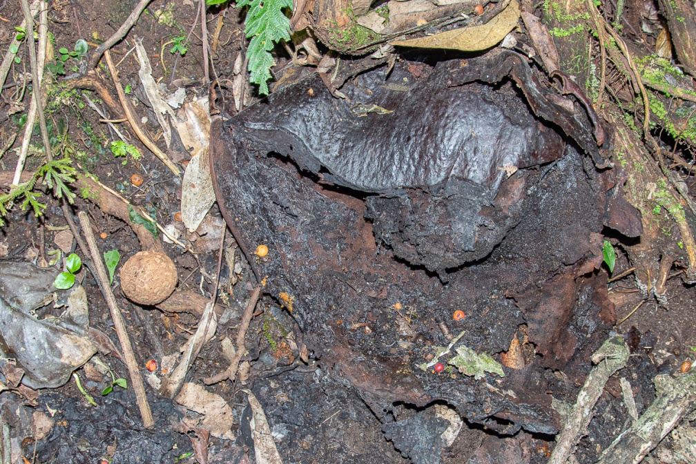 rafflesia-arnoldii-indonesia-F634B0D6-4B59-4440-977D-6DF9823038E3.jpg