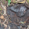 rafflesia-arnoldii-indonesia-F634B0D6-4B59-4440-977D-6DF9823038E3.jpg