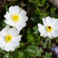 ranunculus-alpestris-switzerland-8E4A68D7-DA92-4178-A3EC-9E68BF471477.jpg